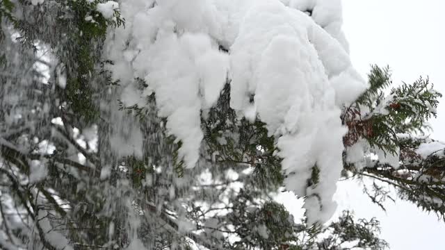 大量的雪从冷杉树枝上落下视频素材