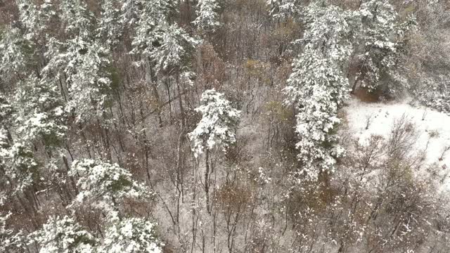 飞行在积雪下的森林树顶4K空中视频视频素材