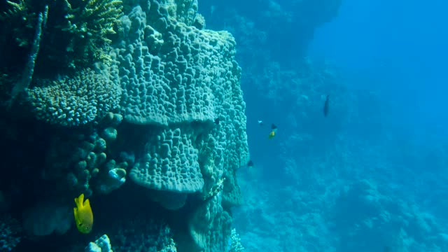 慢镜头，在阳光下，蓝色的海水背景下，彩色的热带鱼在美丽的珊瑚礁墙附近游动。海洋中的水下生物。镜头慢慢向前移动视频素材