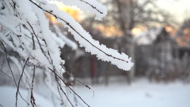 冬天树上的霜冻特写。雪落。视频素材