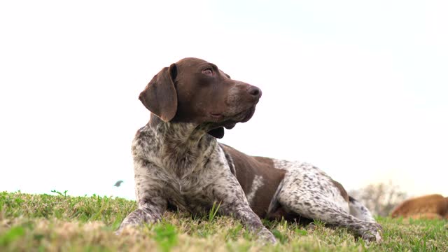 公园里的德国短毛犬视频素材