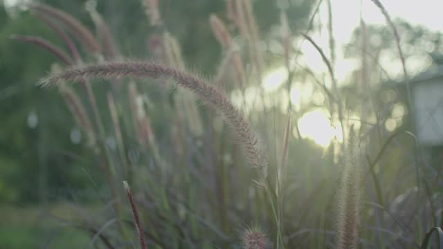 美妙的草花伴着黄昏的时光视频素材