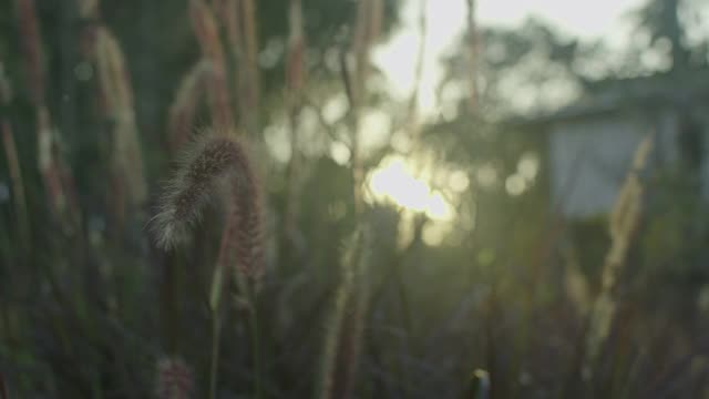 美妙的草花伴着黄昏的时光视频素材