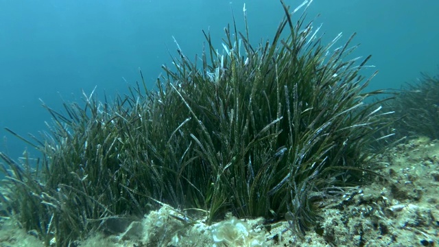 茂密的海草波西多尼亚在蓝色的水背景。摄像机在海草上向前移动。地中海绦虫草或海草(波西藤)。亚得里亚海,黑山视频素材