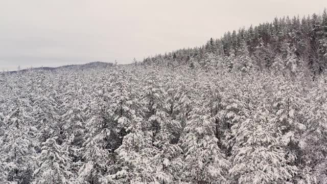 无人机飞过雪林，树木在皑皑白雪下翱翔视频素材