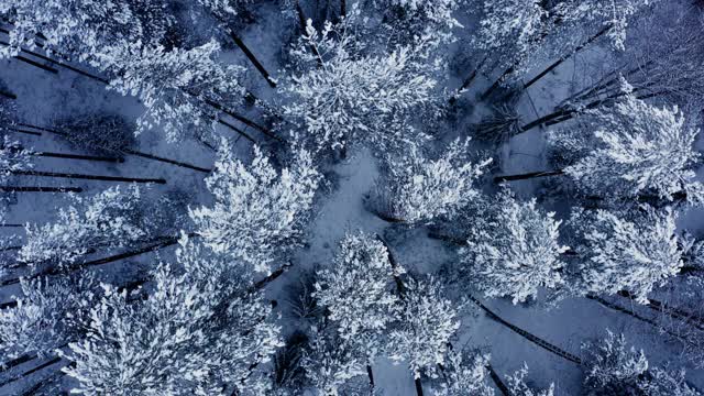 雪林里，无人机倾斜着向上飞过树木的山峰下的白色天空视频素材