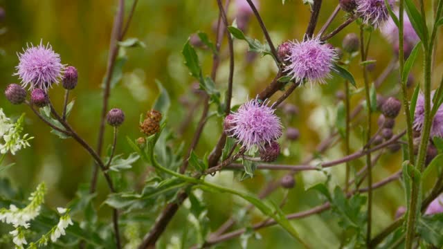 Cirsium vulgare花视频素材