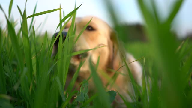 金毛猎犬坐在草地上。视频素材