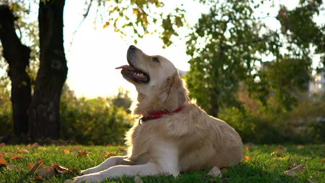 可爱的金毛猎犬躺在公园的绿草地上。视频素材