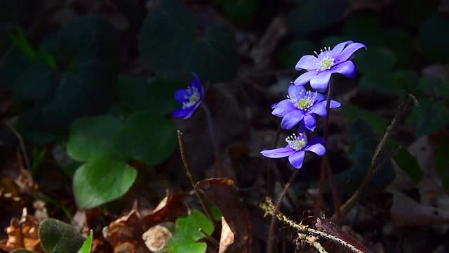 森林里的肝片花视频素材