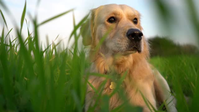 金毛猎犬坐在草地上。视频素材