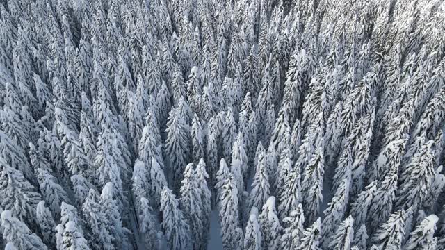 雪林飞行-无人机飞行-反向飞行视频素材