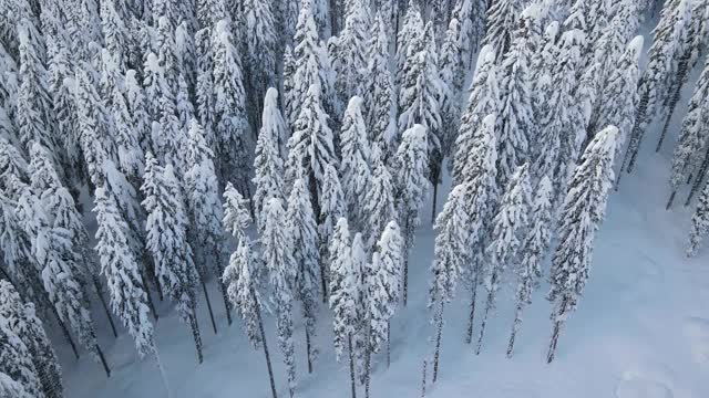 飞过一片白雪皑皑的森林——驾驶无人机——飞过树木视频下载