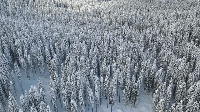 飞过白雪覆盖的森林，驾驶无人机视频下载