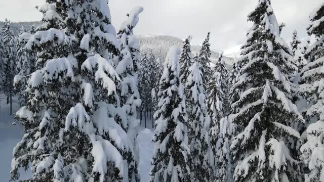 无人机在一片积雪的森林中起飞，在积雪的森林上空高高升起视频素材