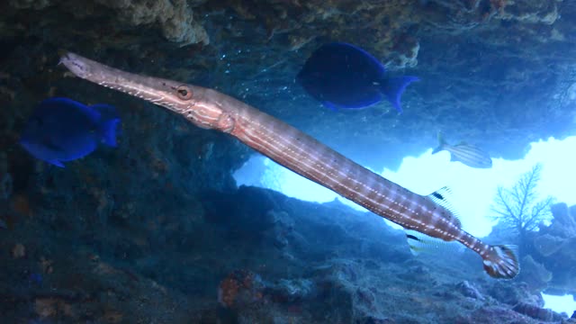 Trumpetfish。视频素材