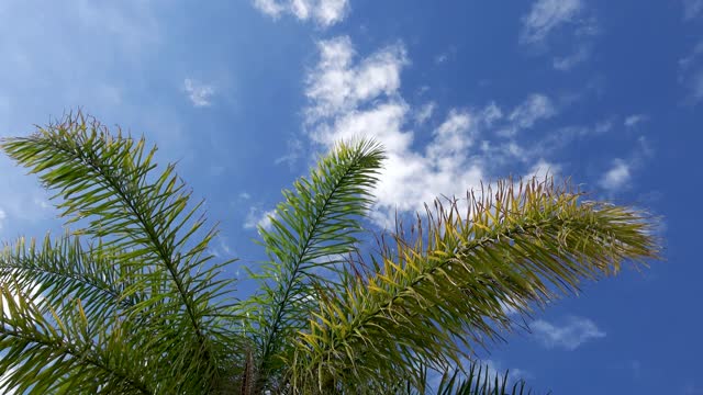 在棕榈树下看着蓝天和柔软的云彩视频下载