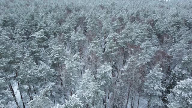 1月冬天多雪霜冻，树上多雪，冬天的故事，田园诗无人机视频素材