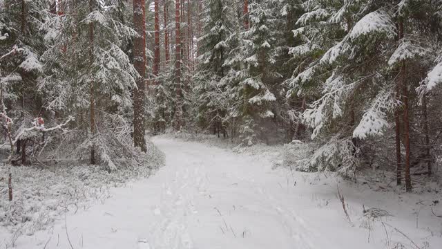 美丽的冬季森林降雪。清新的白雪在冬天的森林里。视频素材