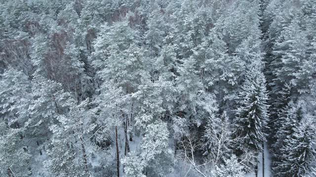 1月冬天多雪霜冻，树上多雪，冬天的故事，田园诗无人机视频素材