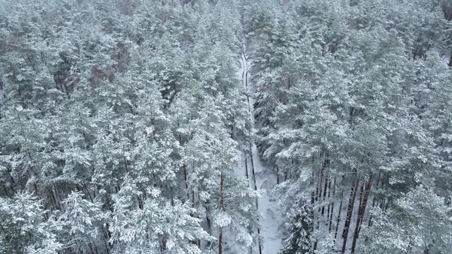 路上有一片积雪的森林，很多积雪的树梢无人机拍摄视频素材