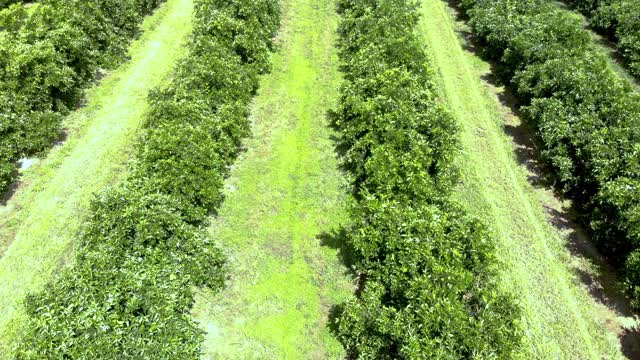 从空中俯瞰种植园中成排的橘子树。视频素材