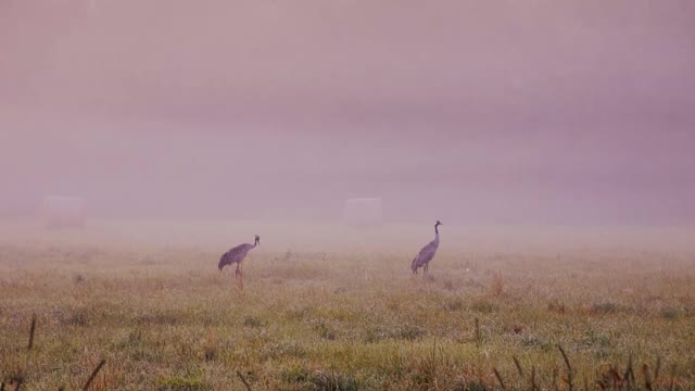 田野里的鹤视频素材