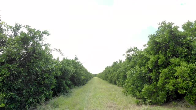 橙色的树林。巴西利亚乡间美丽的柑橘树林视频素材