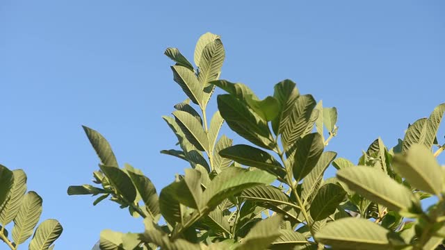 绿色的番石榴叶在蓝色背景上随风飘动。视频下载