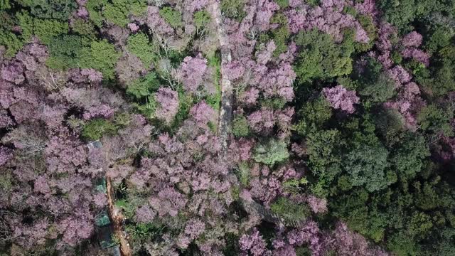 在泰国清莱省的Phu Chi Fa森林公园的山上，在冬季樱花盛开的航拍视图。视频素材