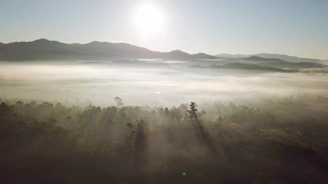 空中拍摄的雾在森林在早上的时间视频素材