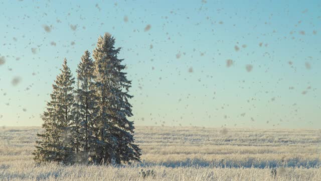 冬季景色在田野上有三棵白雪覆盖的冷杉树，雪花美丽，天气晴朗。Cinemagraf，视频循环，alpha频道降雪视频素材