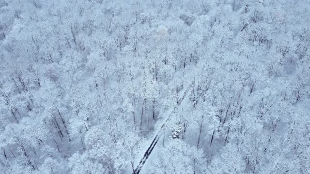 雪地森林的头顶视图视频素材