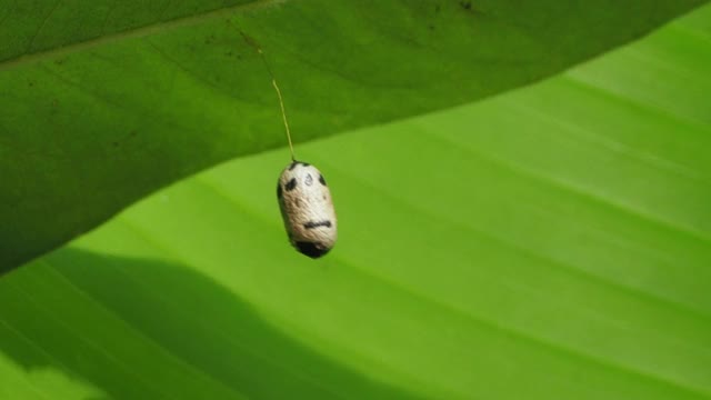 绿叶上的昆虫蛹视频素材