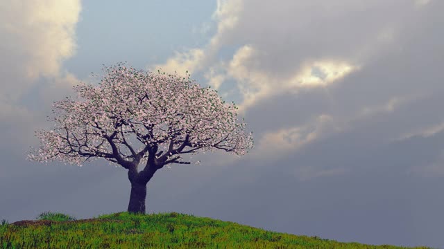 山上的孤树视频下载