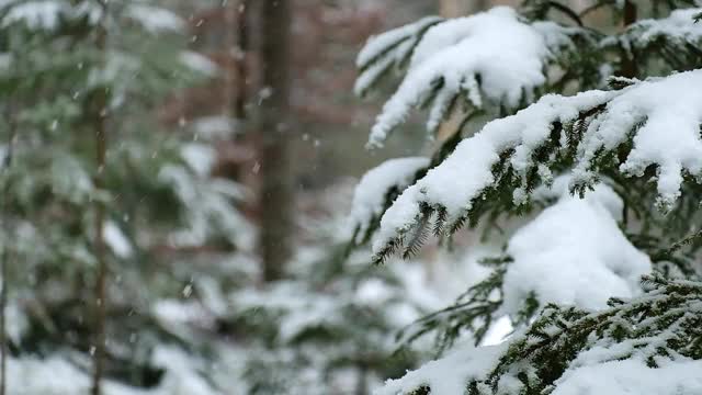 在冬天下雪时云杉上的树枝视频素材