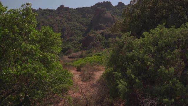 山在树之间视频下载