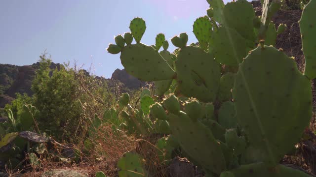 山上有仙人掌视频下载