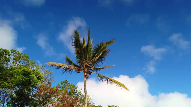 椰树在风中，蓝天在4k视频素材