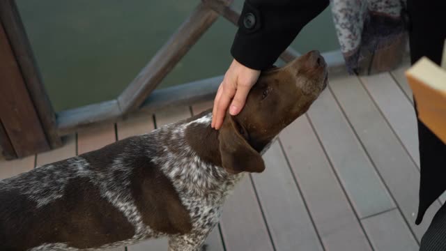 无家可归和饥饿的流浪狗视频素材