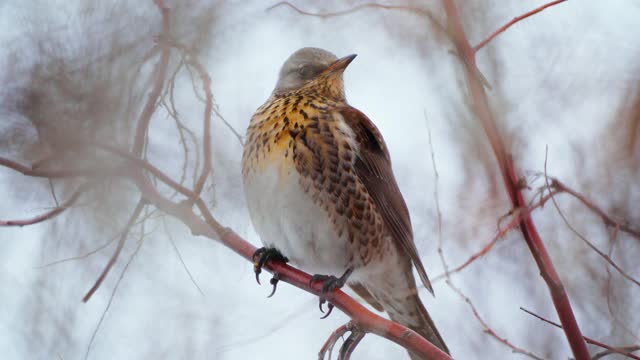 野鸟(Turdus pilaris)坐在灌木丛上休息。视频素材