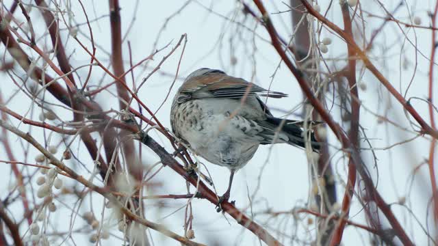 野鸟(Turdus pilaris)坐在灌木丛上休息。视频素材