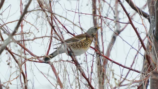 野鸟(Turdus pilaris)坐在灌木上吃野生浆果。视频素材