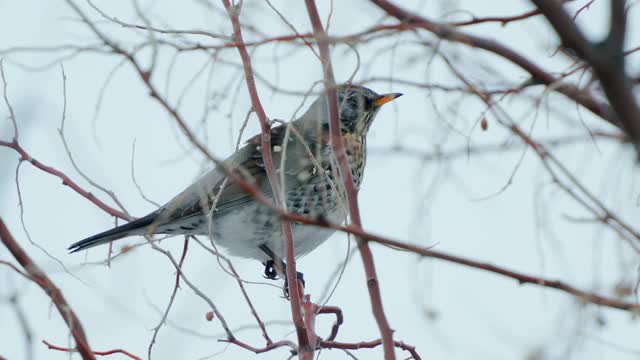 野鸟(Turdus pilaris)坐在灌木丛上休息。视频素材