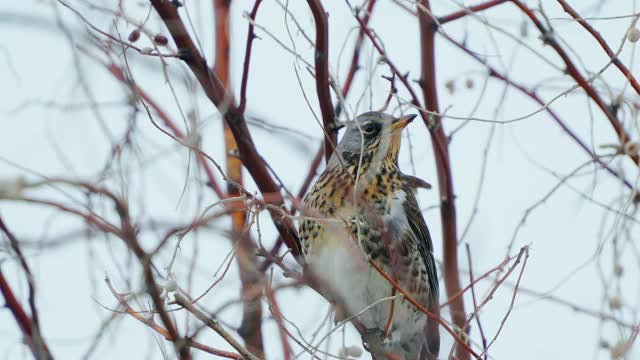 野鸟(Turdus pilaris)坐在灌木丛上休息。视频素材