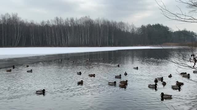 冬天在湖里游泳的鸭子。池塘上的风景。湖上的冰。视频素材