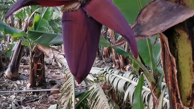 香蕉的手掌。拉帕尔马岛上的香蕉种植园。视频素材