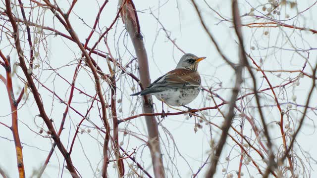 野鸟(Turdus pilaris)坐在灌木丛上休息。视频素材