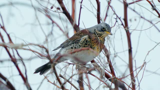 野鸟(Turdus pilaris)坐在灌木丛上休息。视频素材