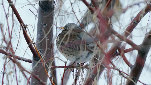 野鸟(Turdus pilaris)坐在灌木丛上休息。视频素材